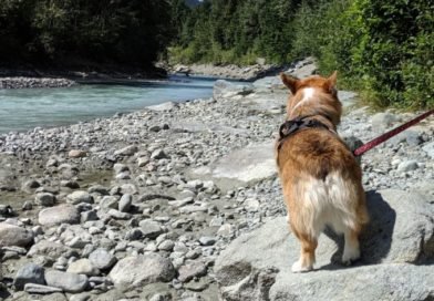 Top 5 Ways to Enjoy Whistler with Your Dog